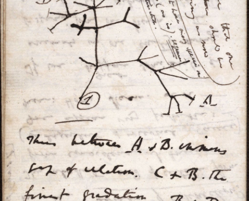 La Fundación ASISA y el MVEH dedican la pieza del mes de septiembre al boceto evolutivo de Darwin el «Árbol de la vida»