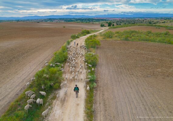 La Fundación ASISA y el MVEH dedican la pieza del mes de enero al valor de la trashumancia y la ganadería extensiva frente al cambio global