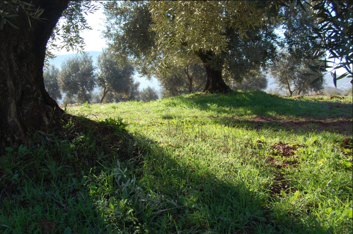 La Fundación ASISA y el MVEH dedican la pieza de los meses de diciembre de 2023 y enero de 2024 a la iniciación al olivar ecológico