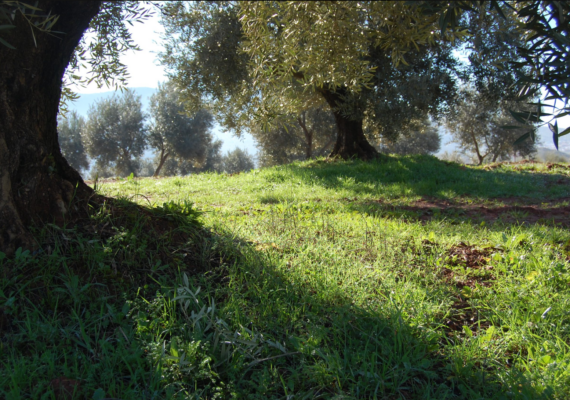 La Fundación ASISA y el MVEH dedican la pieza de los meses de diciembre de 2023 y enero de 2024 a la iniciación al olivar ecológico