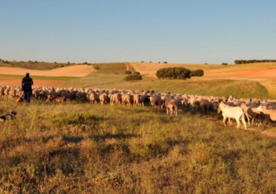 La Fundación ASISA y el MVEH dedican la pieza del mes de octubre a la “Trashumancia como Patrimonio Cultural de la Humanidad”