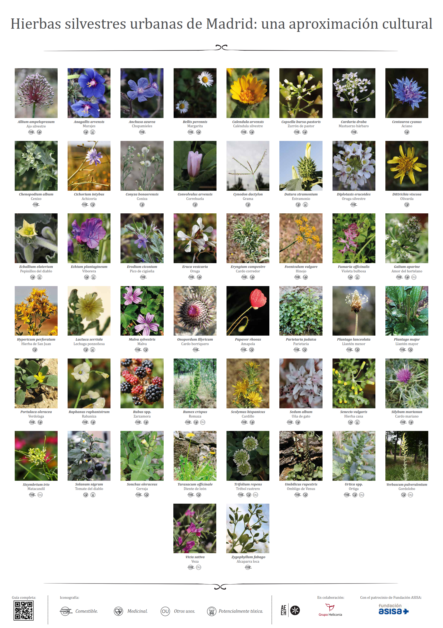 Presentación de la guía “Hierbas silvestres urbanas de Madrid publicada por la Fundación ASISA