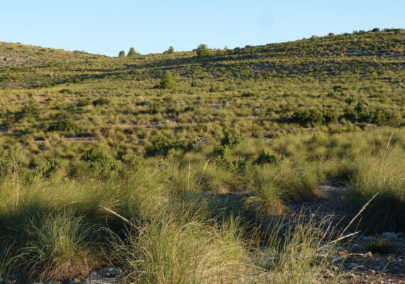 La Fundación ASISA y el MVEH dedican la pieza del mes de diciembre 2025 y enero 2026 al manejo y gestión de los espartizales en la Península Ibérica