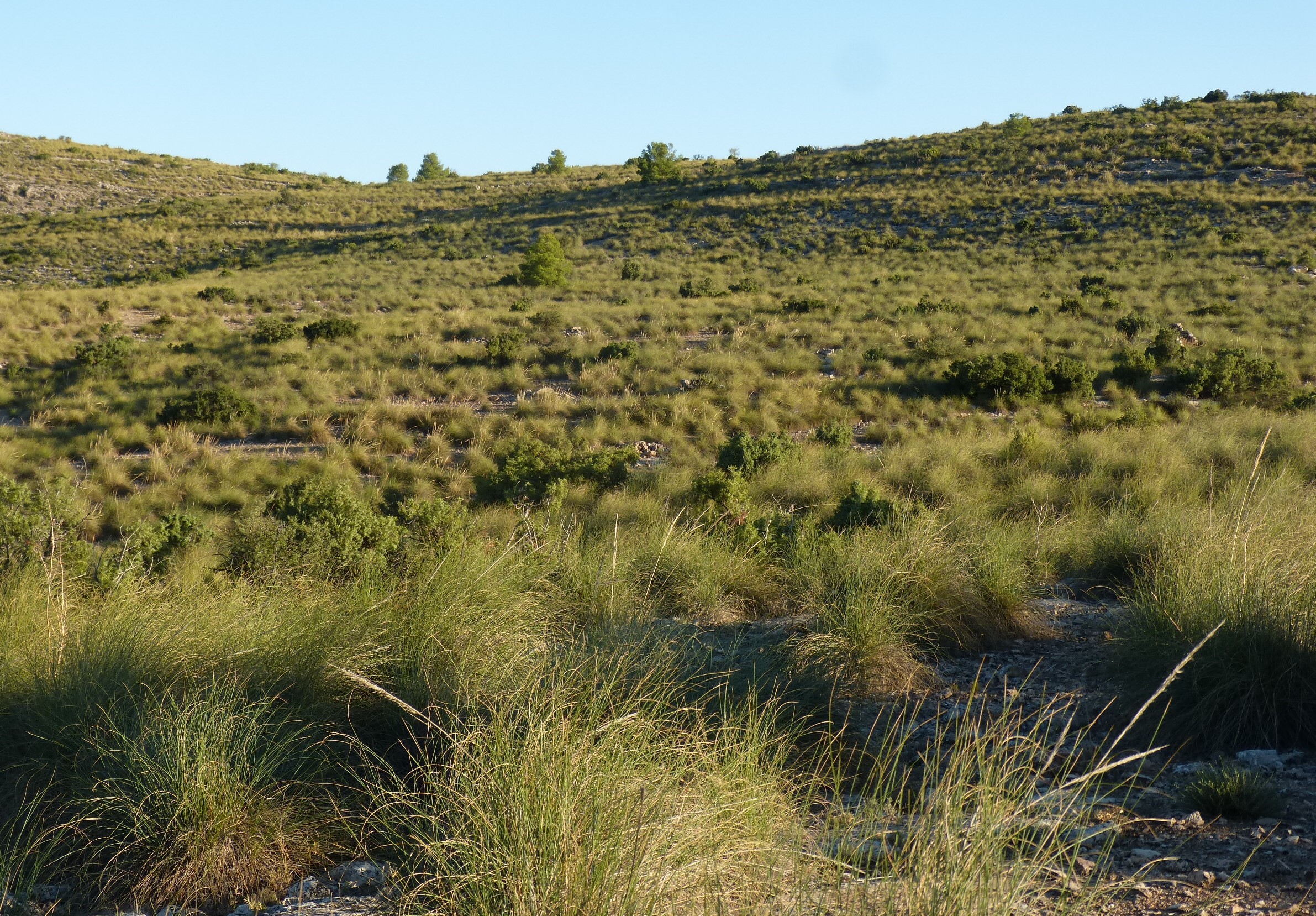 La Fundación ASISA y el MVEH dedican la pieza del mes de diciembre 2025 y enero 2026 al manejo y gestión de los espartizales en la Península Ibérica