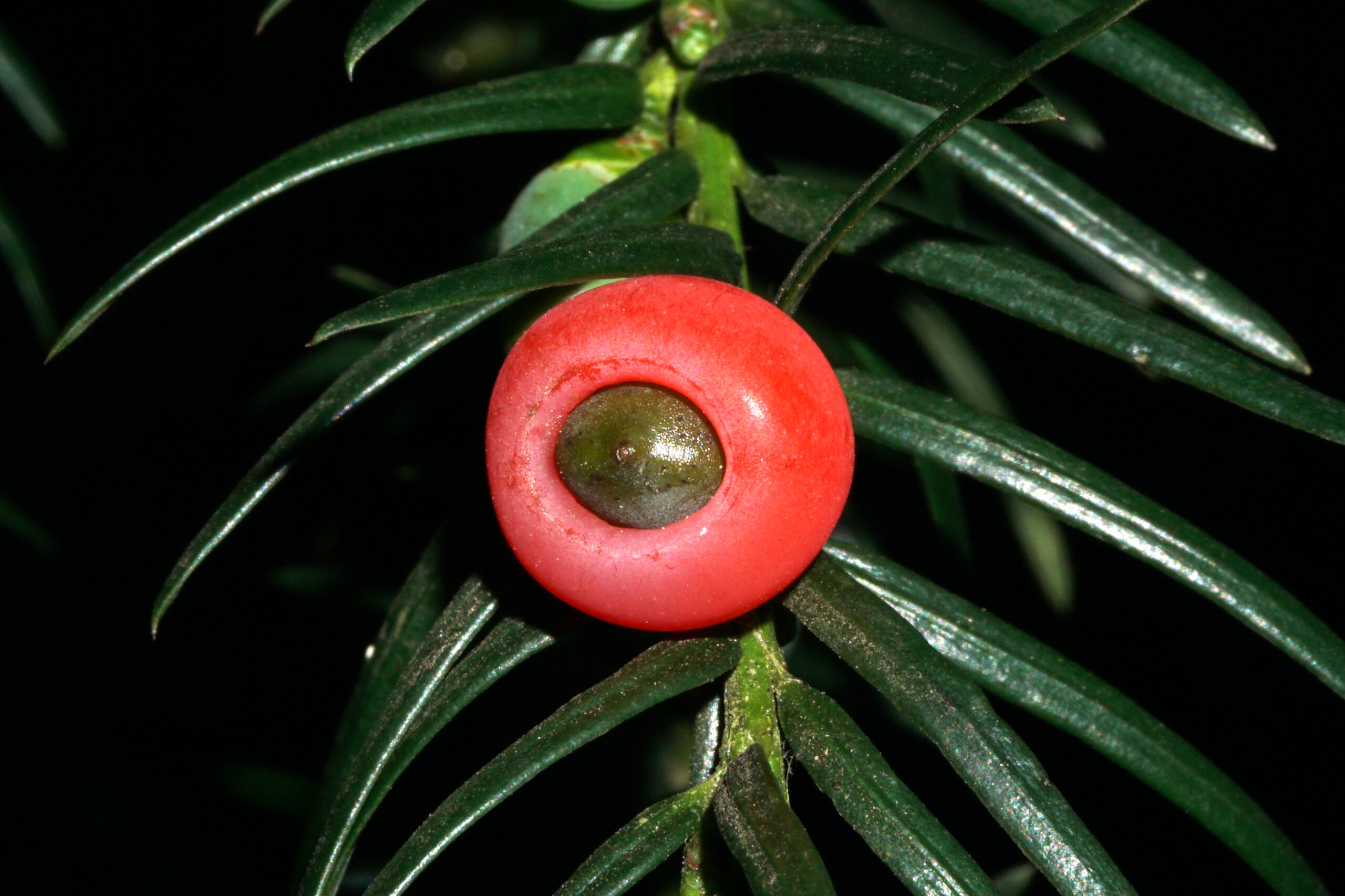 El tejo, un ejemplo de árbol urbano con tradición de usos y aprovechamientosprotagonizan la pieza de mayo del Museo de Ecología Humana y Fundación ASISA